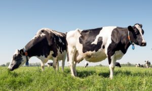 cows in dutch meadow on sunny summer day in south holland