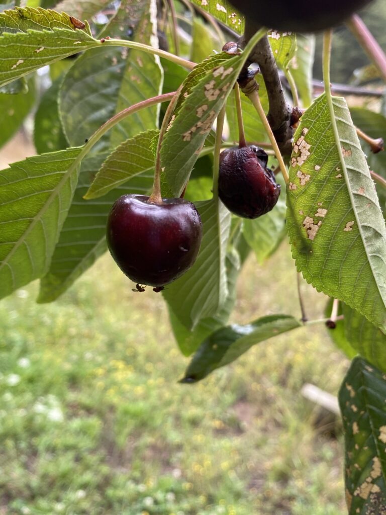 Mosca de la fruta