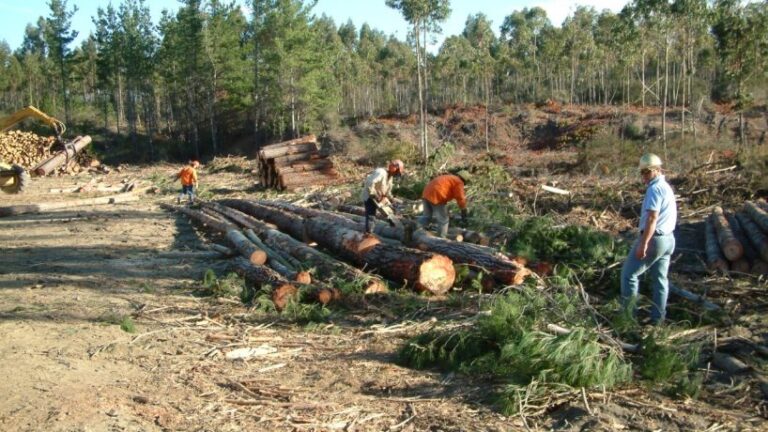 Seguro-forestal-agroseguros-818x460