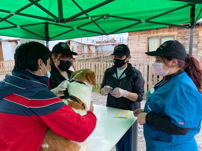 Foto operativo de mascotas 2