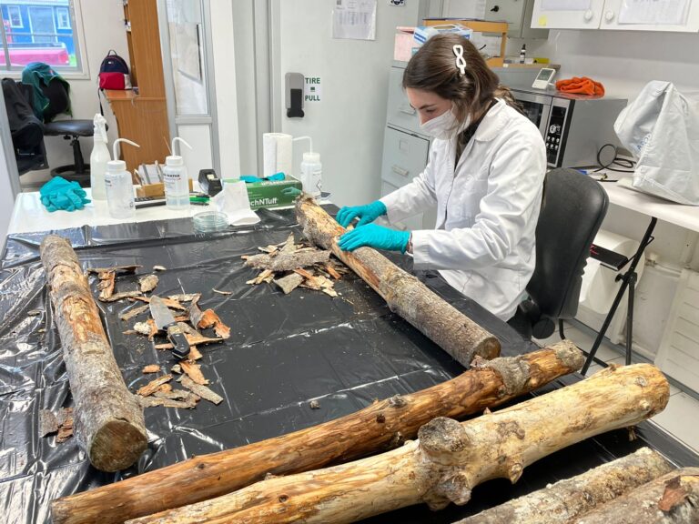 Unidad de Entomología del Laboratorio SAG ubicado en Osorno