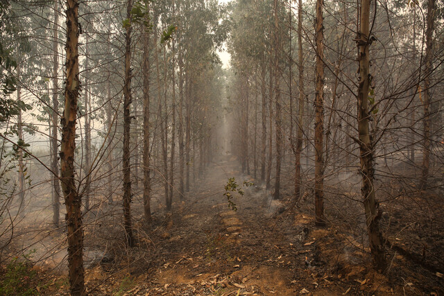 incendios-forestales-14