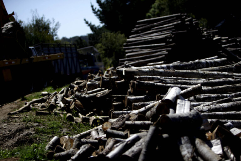 CAÑETE: Incautan dos camiones por robo de madera en Cañete